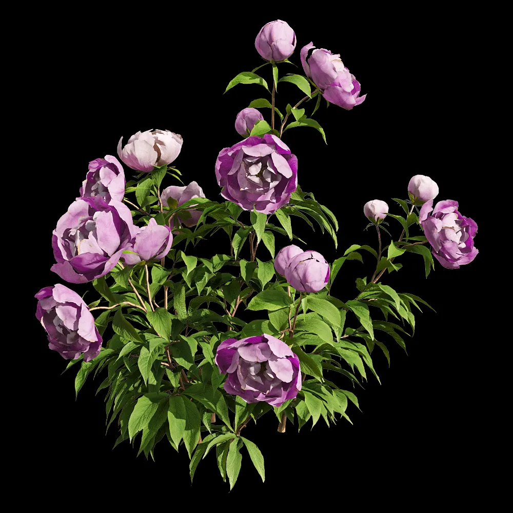 decoration – Paeonia lactiflorai 3 3ds Max