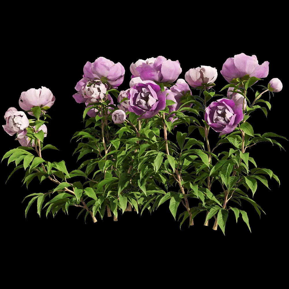 decoration – Paeonia lactiflorai 4 3ds Max