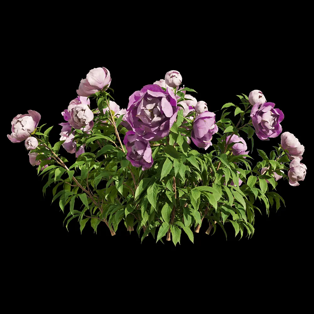 decoration – Paeonia lactiflorai 5 3ds Max