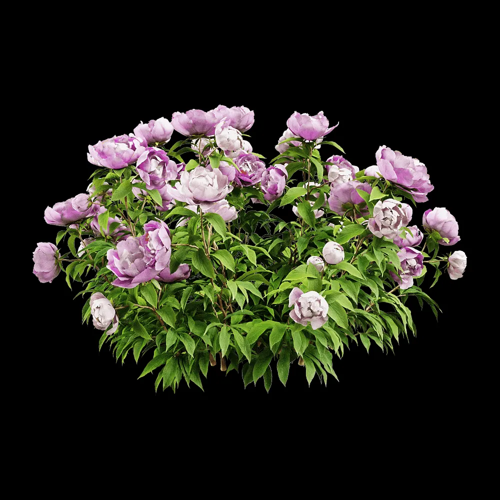 decoration – Paeonia lactiflorai 6 3ds Max