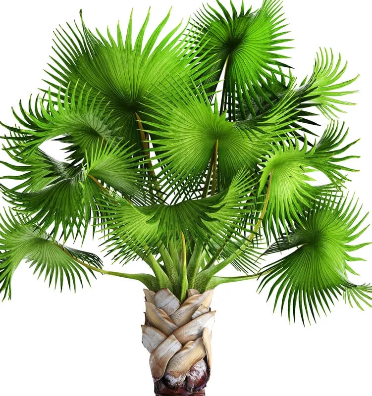 decoration – Palm 05 3ds Max