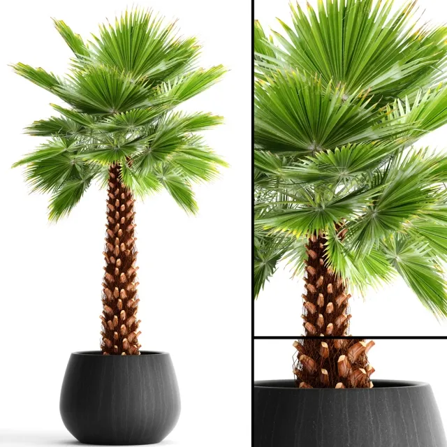 decoration – Palm 3ds Max