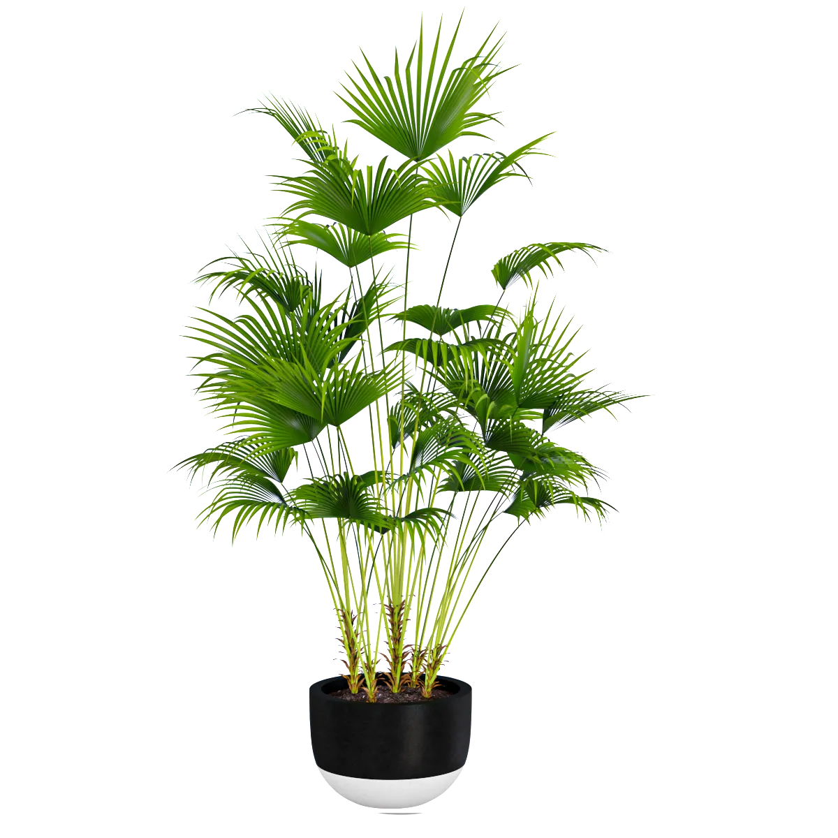 decoration – Palm plant 3ds Max
