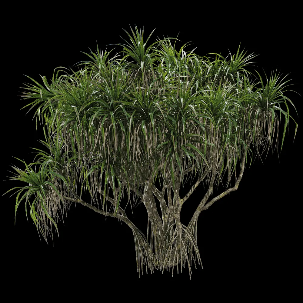 decoration – Pandanus tectorius 1 3ds Max