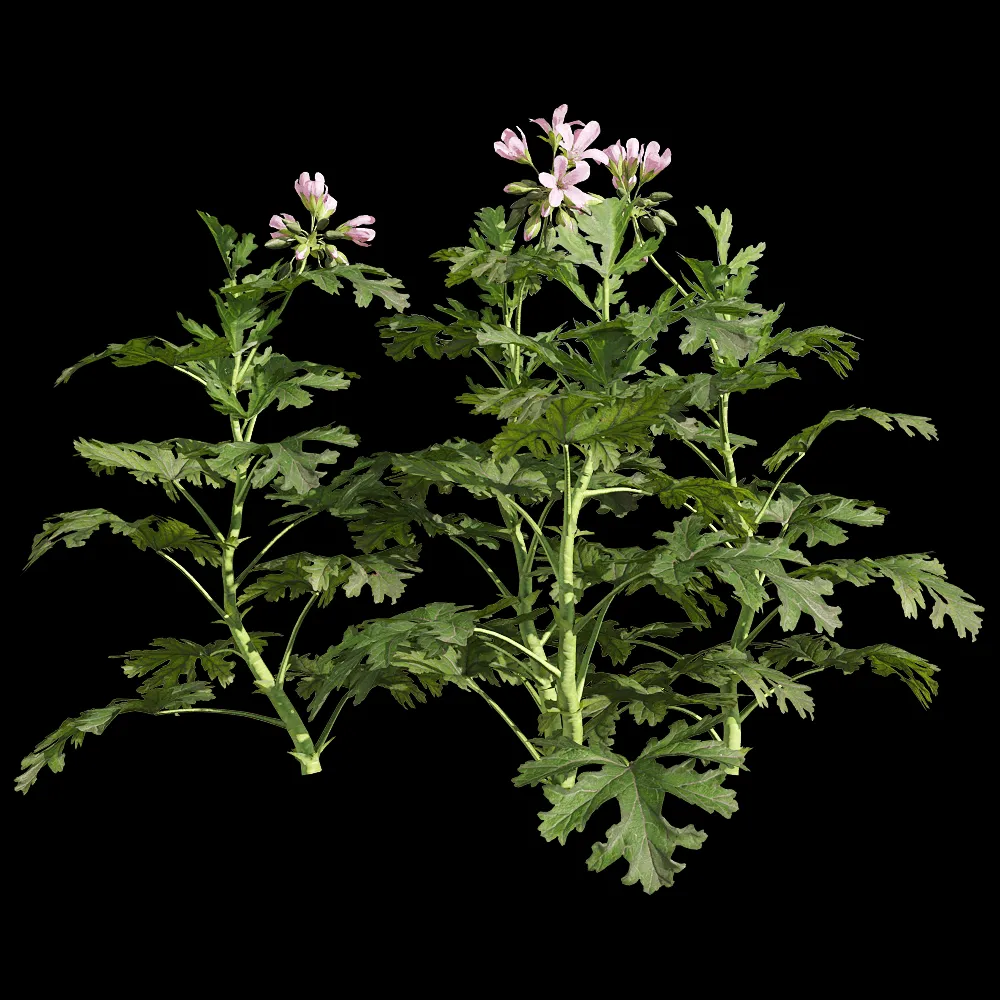 decoration – Pelargonium graveolens 1 3ds Max