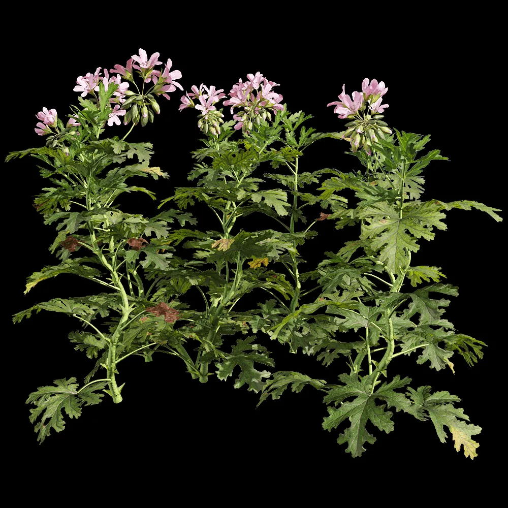 decoration – Pelargonium graveolens 2 3ds Max