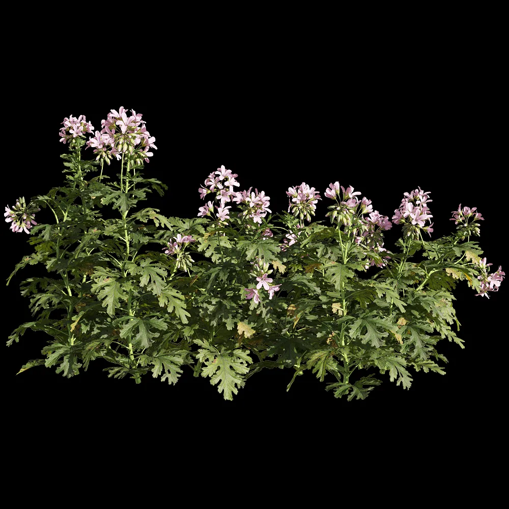 decoration – Pelargonium graveolens 3 3ds Max