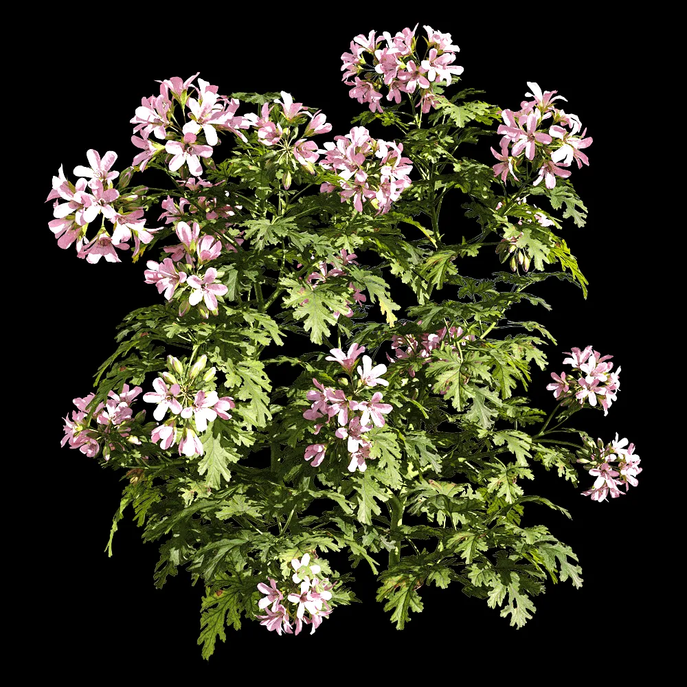 decoration – Pelargonium graveolens 4 3ds Max
