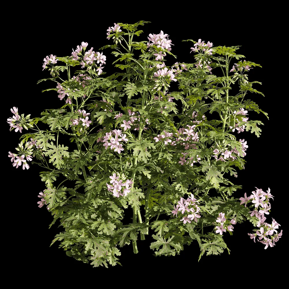 decoration – Pelargonium graveolens 5 3ds Max