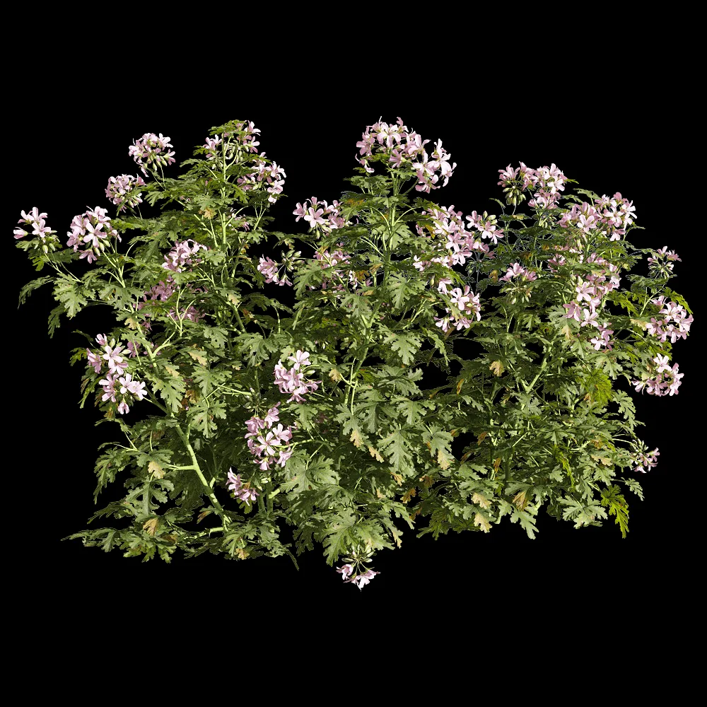 decoration – Pelargonium graveolens 6 3ds Max