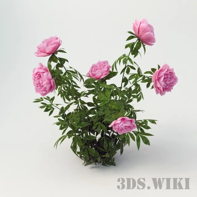 decoration – Peony 3ds Max