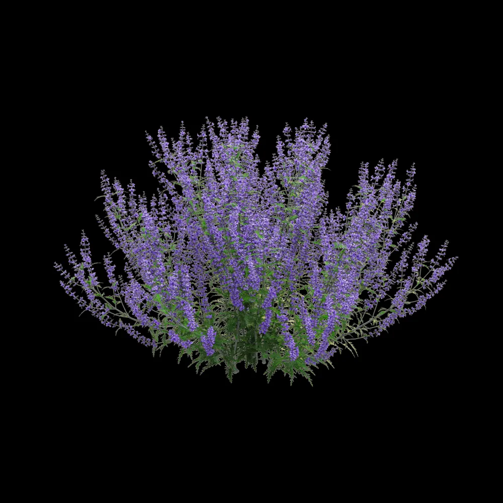 decoration – Perovskia atriplicifolia 02 3ds Max