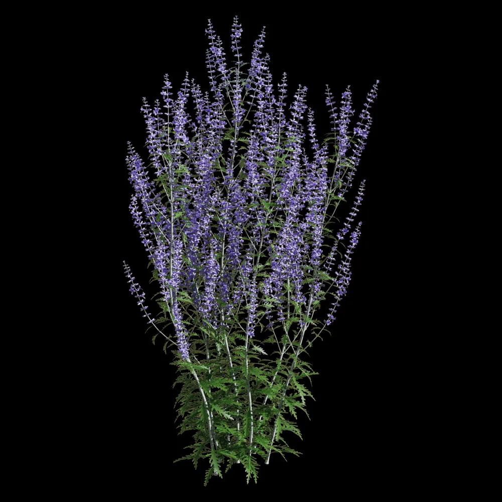 decoration – Perovskia atriplicifolia 1 3ds Max