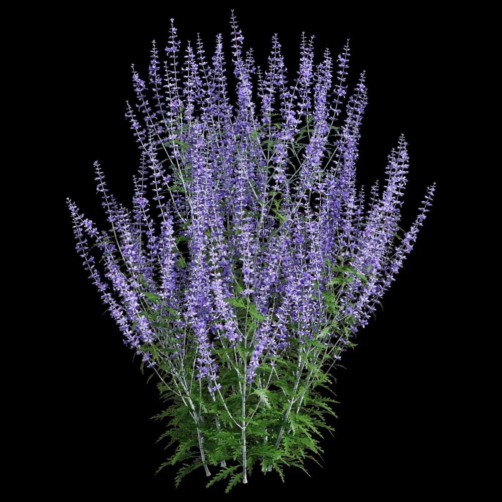 decoration – Perovskia atriplicifolia 3 3ds Max