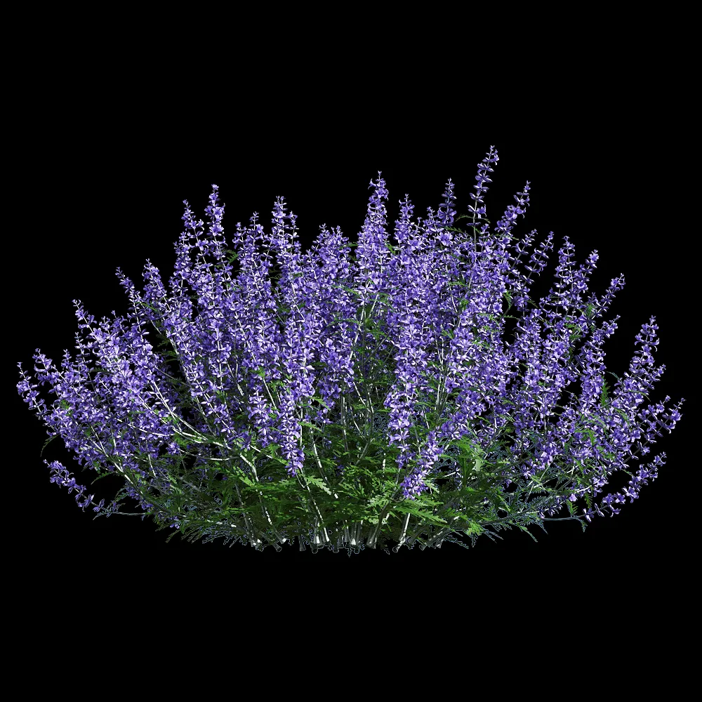 decoration – Perovskia atriplicifolia 6 3ds Max