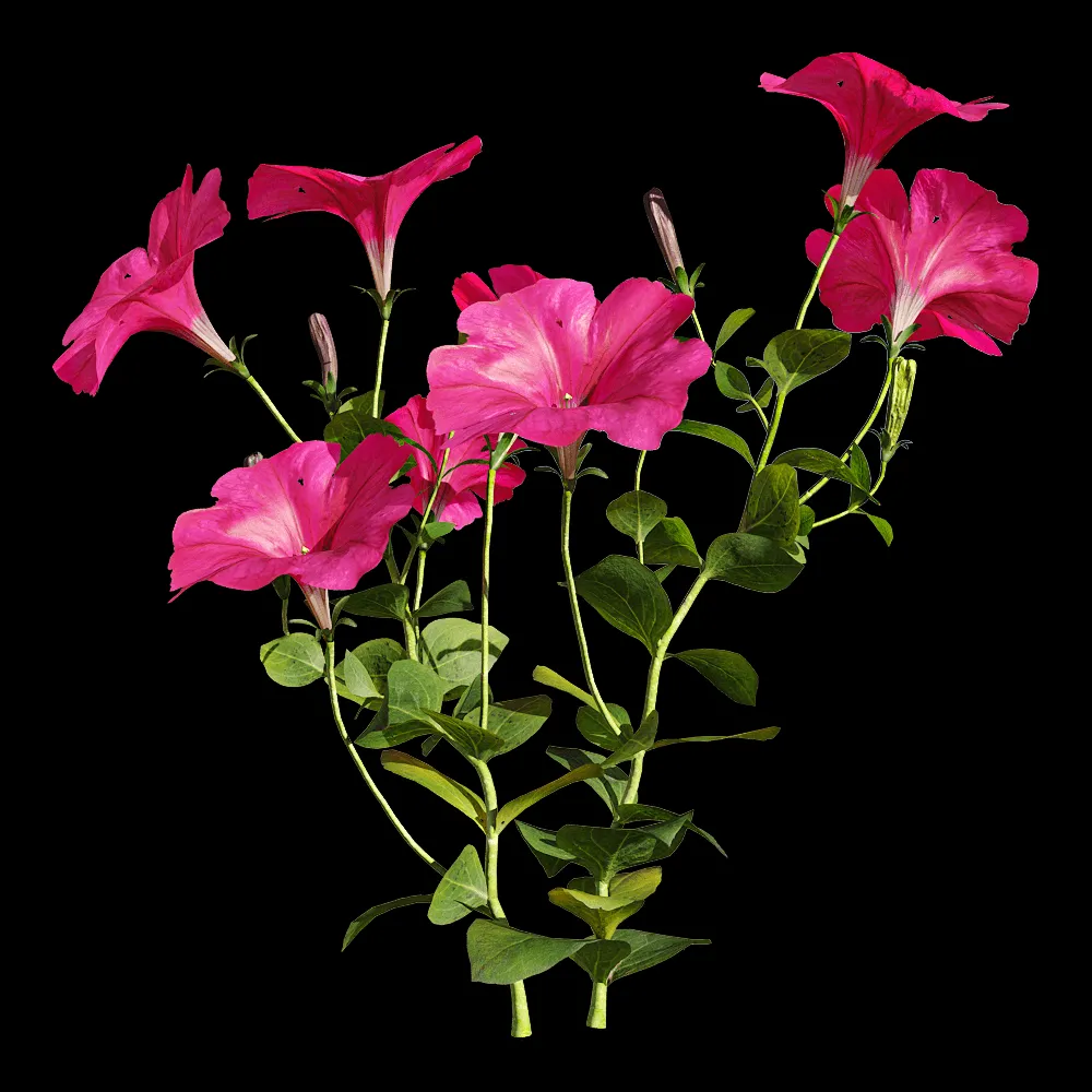 decoration – Petunia hybrida Vilm 1 3ds Max