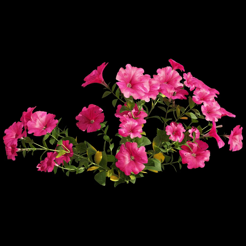 decoration – Petunia hybrida Vilm 2 3ds Max