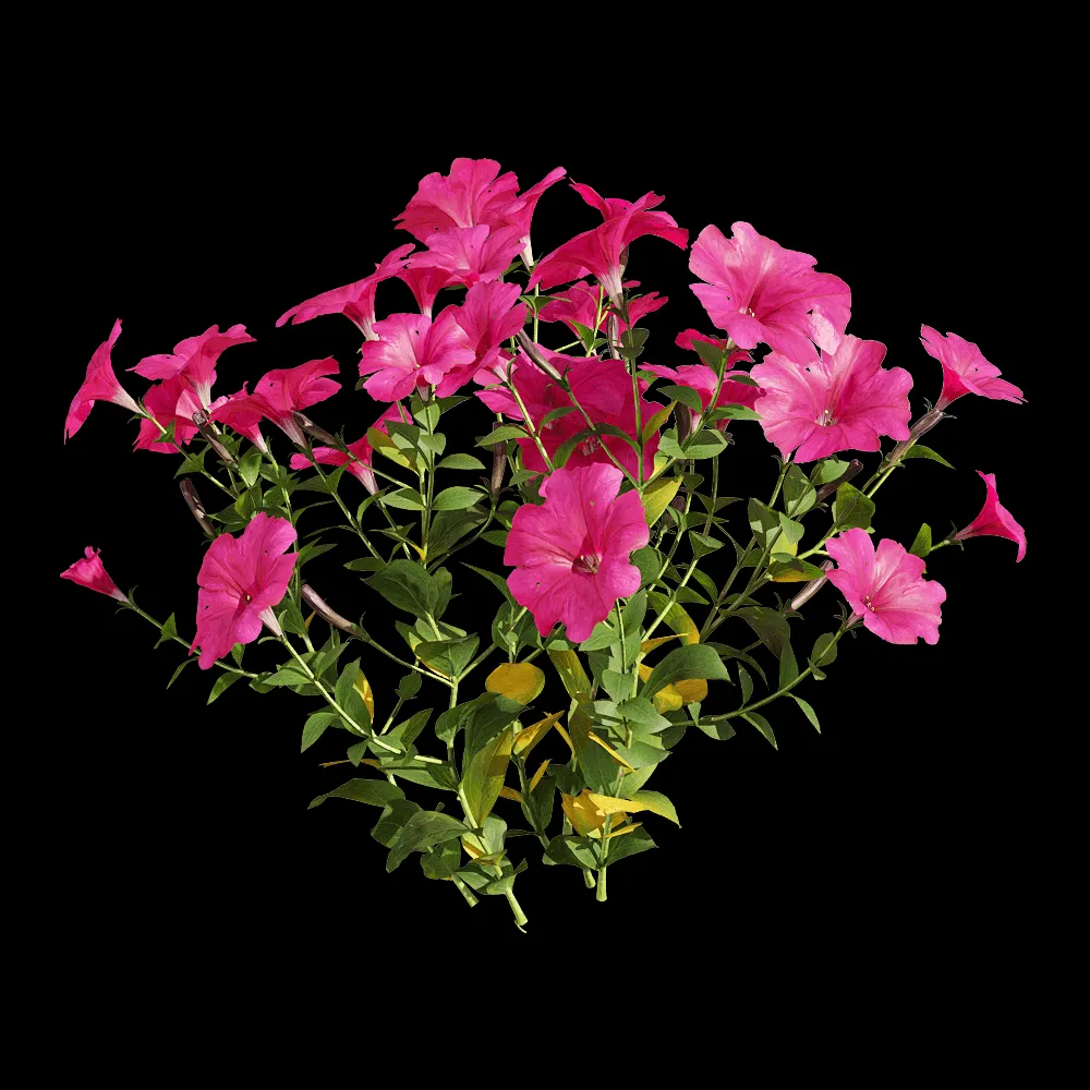 decoration – Petunia hybrida Vilm 3 3ds Max