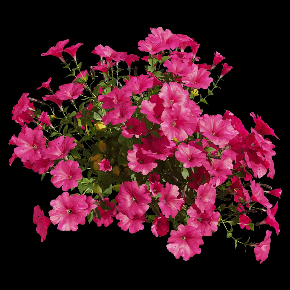 decoration – Petunia hybrida Vilm 4 3ds Max