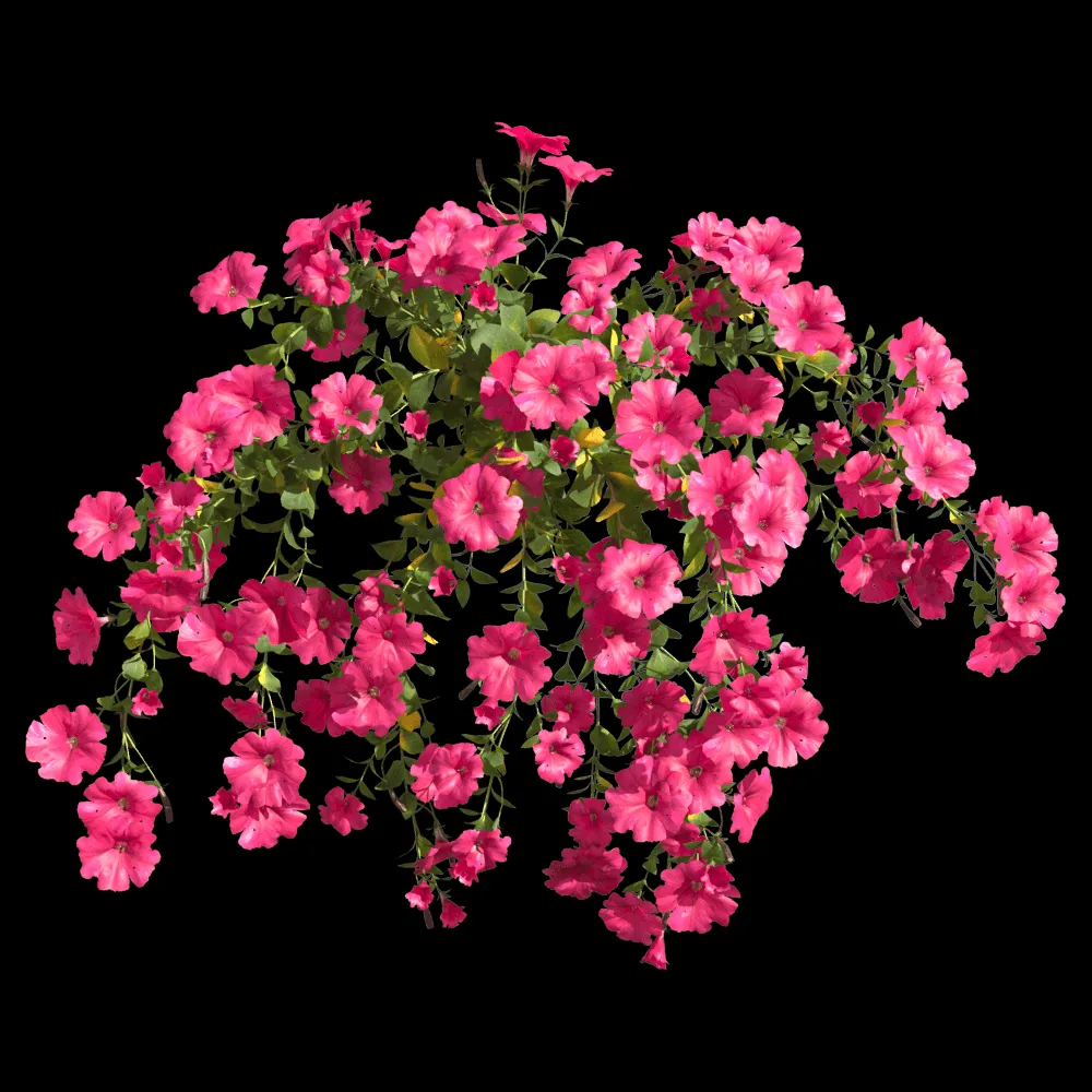 decoration – Petunia hybrida Vilm 6 3ds Max