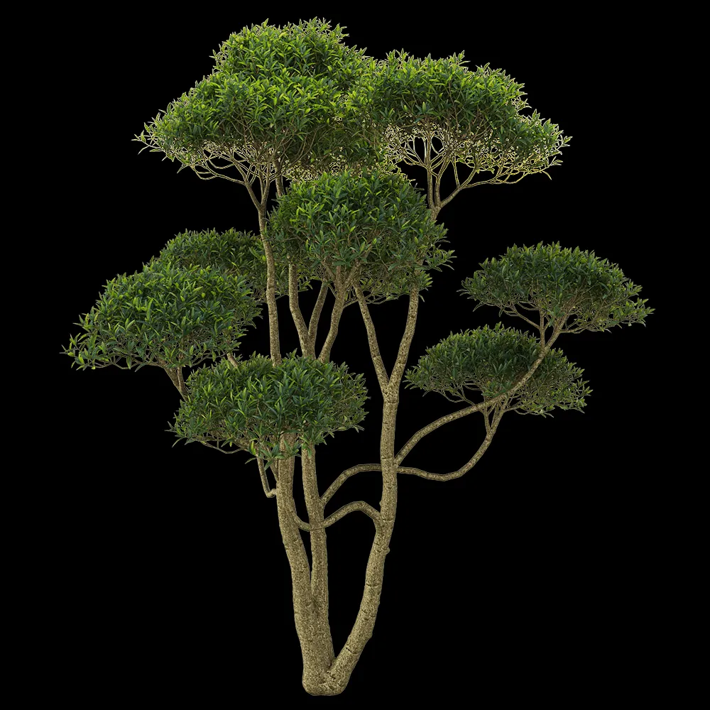 decoration – Phillyrea angustifolia 2 3ds Max