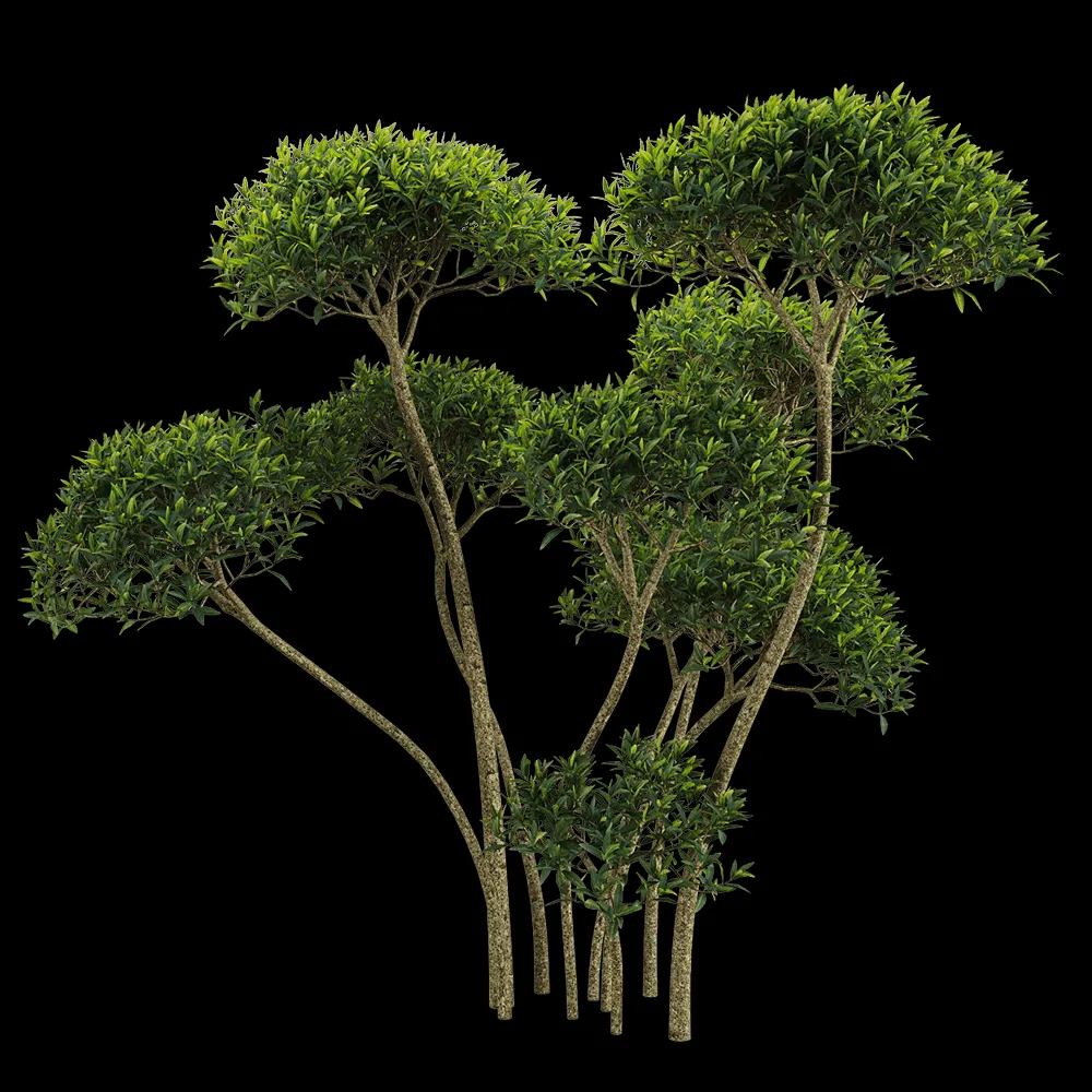 decoration – Phillyrea angustifolia 3 3ds Max