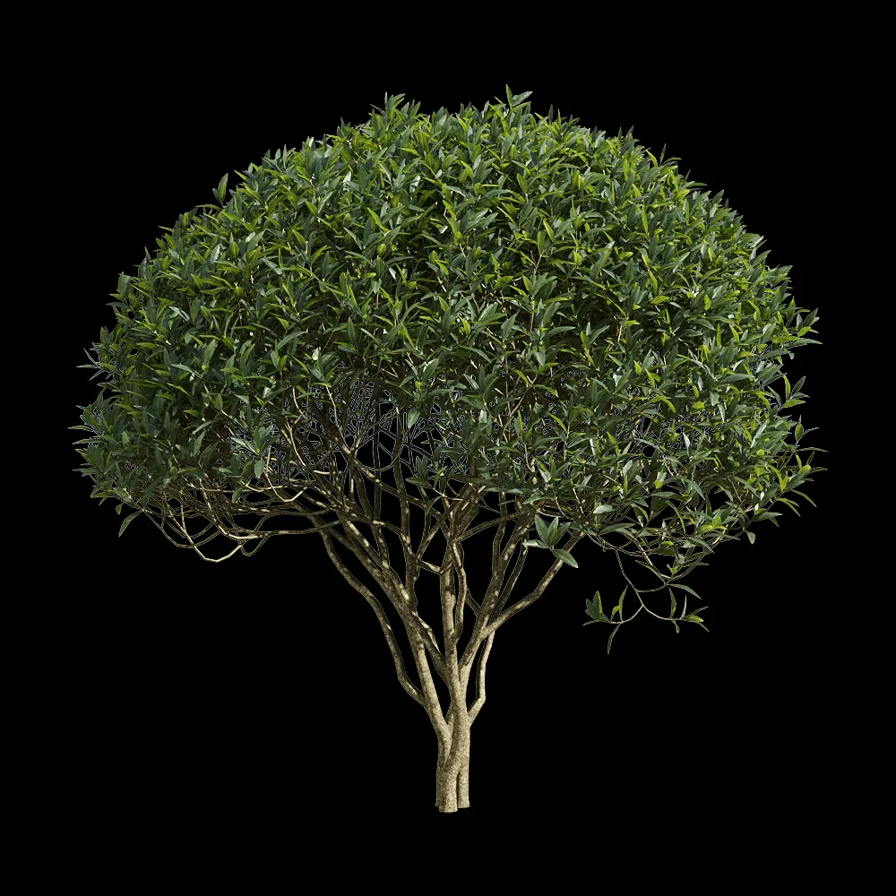 decoration – Phillyrea angustifolia 4 3ds Max