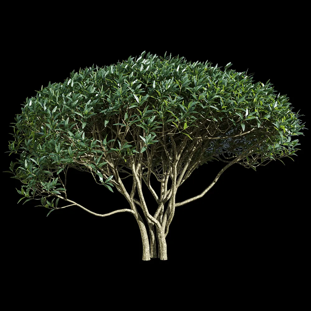 decoration – Phillyrea angustifolia 5 3ds Max