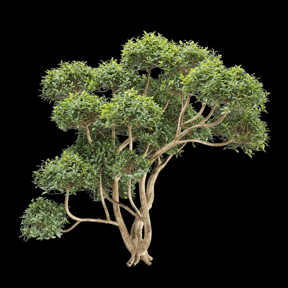 decoration – Phillyrea latifolia 1 3ds Max