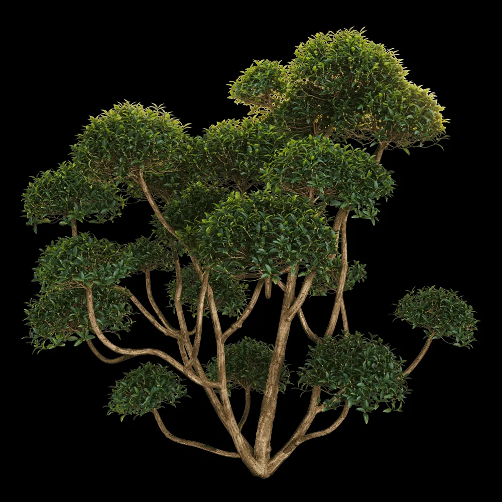 decoration – Phillyrea latifolia 2 3ds Max