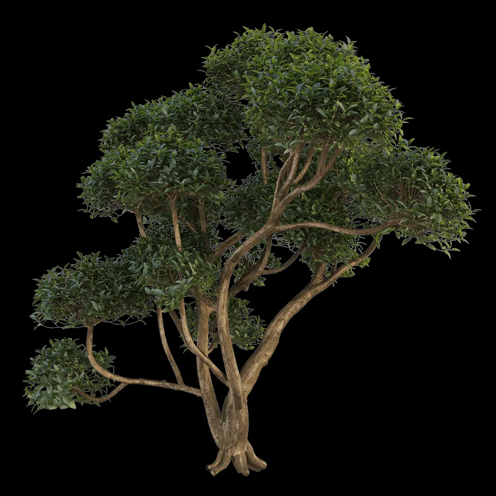 decoration – Phillyrea latifolia 3 3ds Max