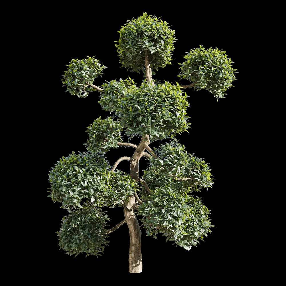 decoration – Phillyrea latifolia 4 3ds Max