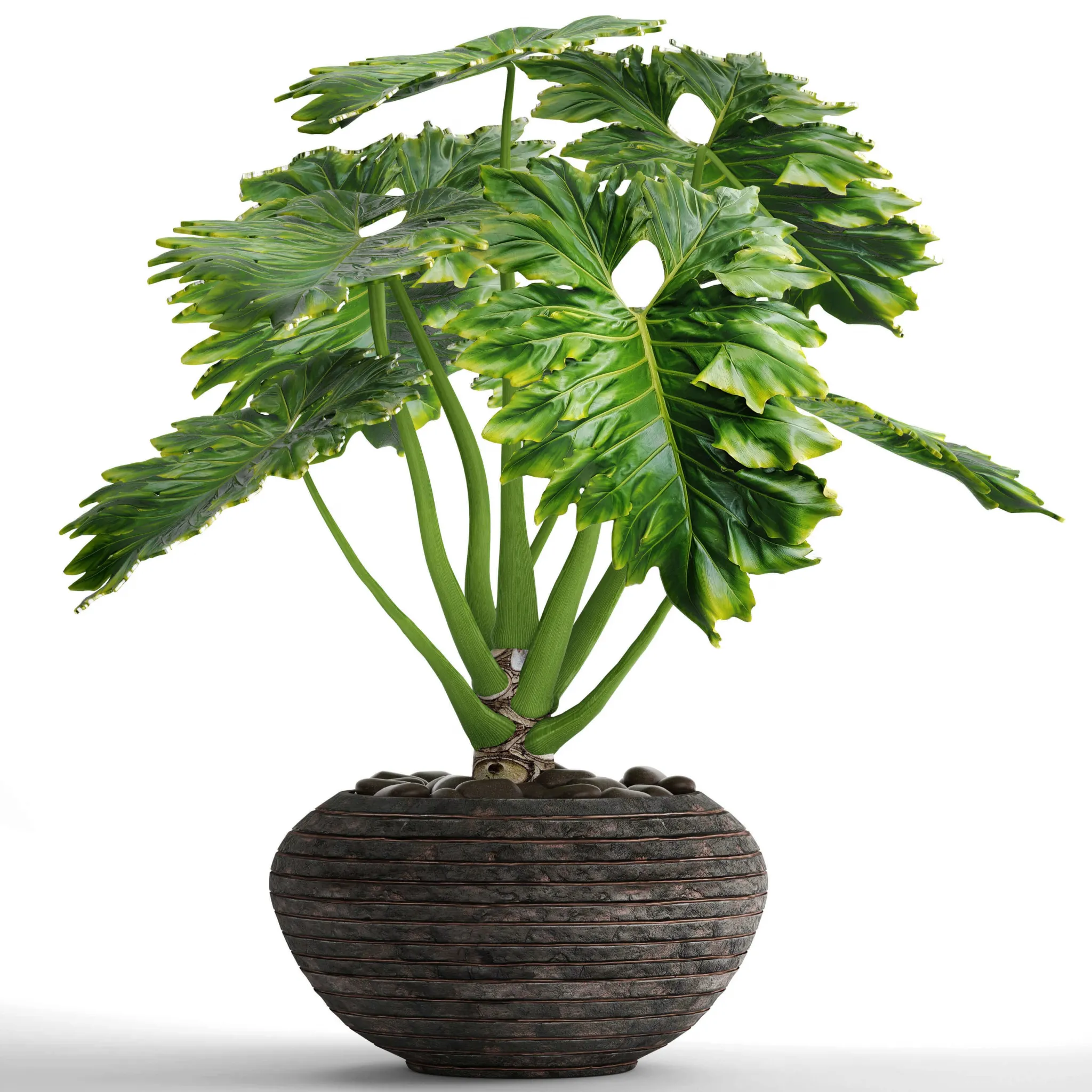decoration – Philodendron 2 3ds Max