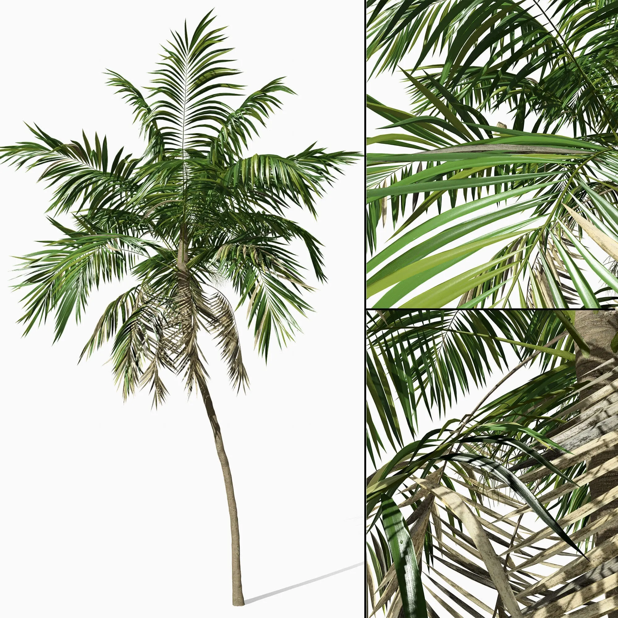 decoration – Phoenix 01 3ds Max