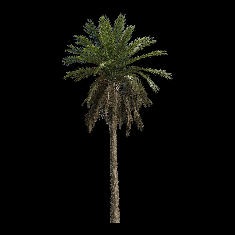 decoration – Phoenix dactylifera 1 3ds Max