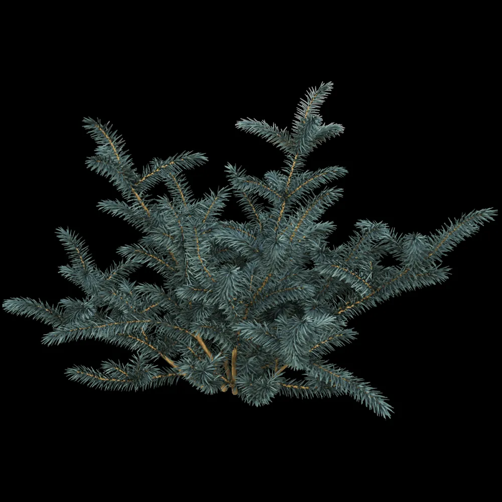 decoration – Picea pungens 01 01 3ds Max