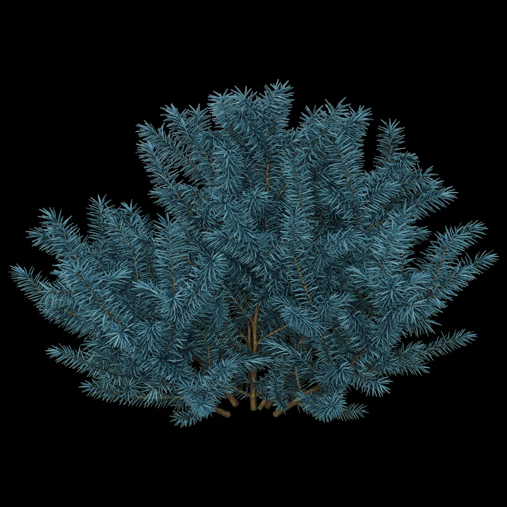 decoration – Picea pungens 01 02 3ds Max