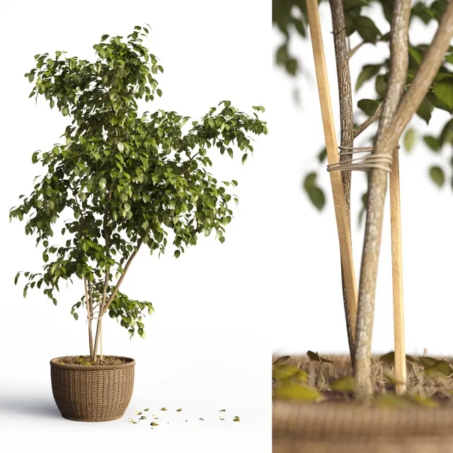 decoration – Plant 3ds Max