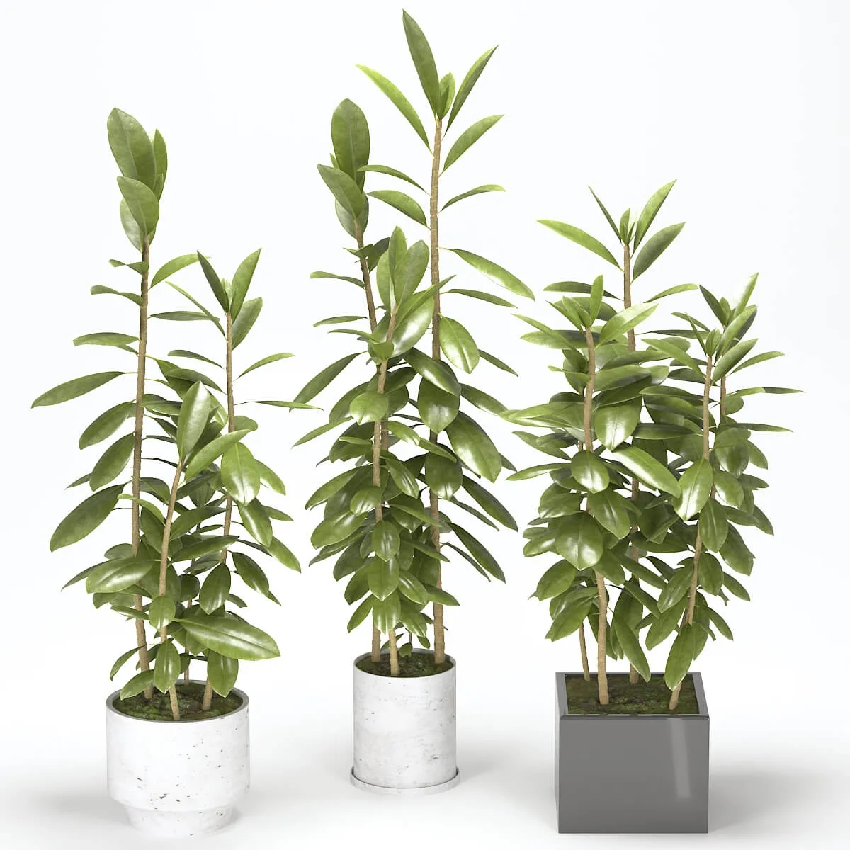 decoration – Plant 40 3ds Max