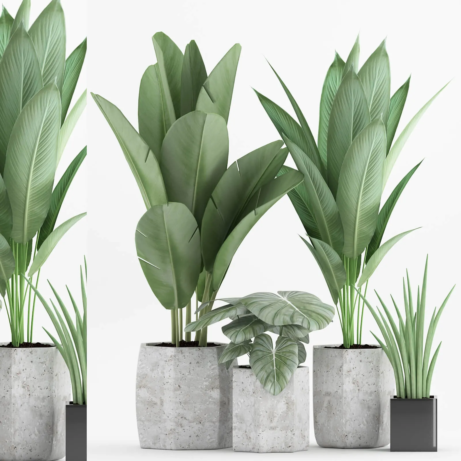 decoration – Plant 70 1 3ds Max