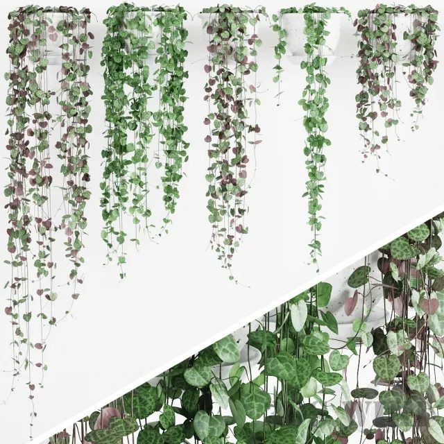 decoration – Plant Ceropegia 3ds Max