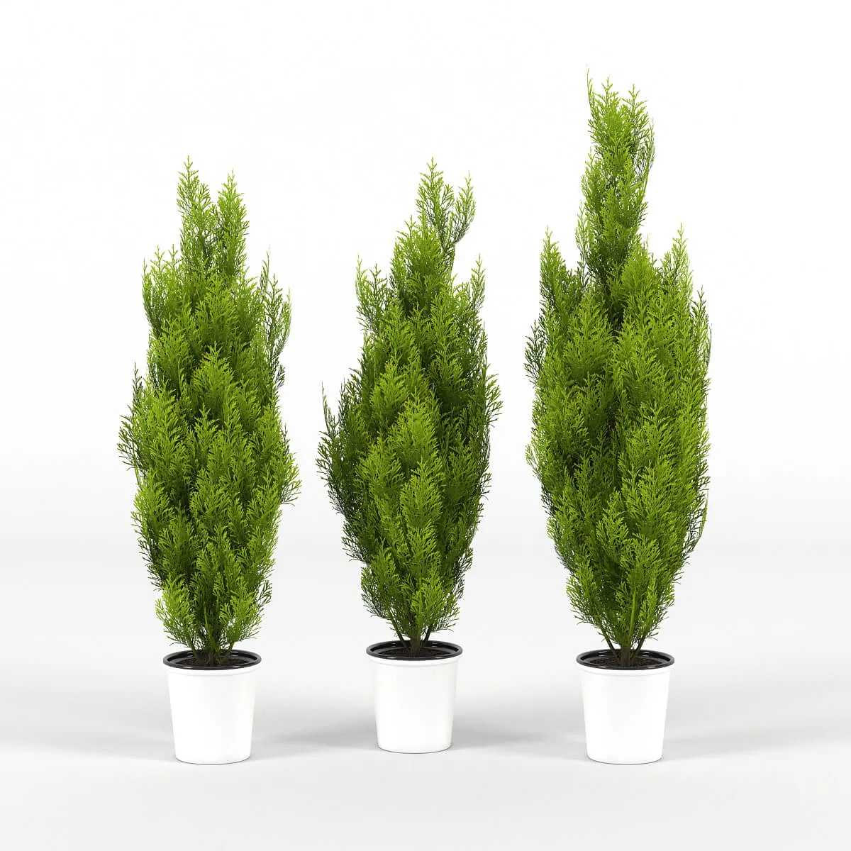 decoration – Plant Cupressus Wilma 07 3ds Max