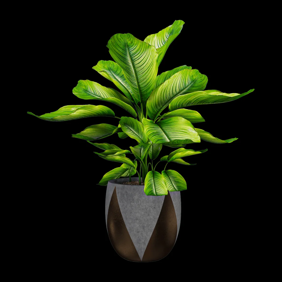 decoration – Plant Dieffenbachia 01 3ds Max