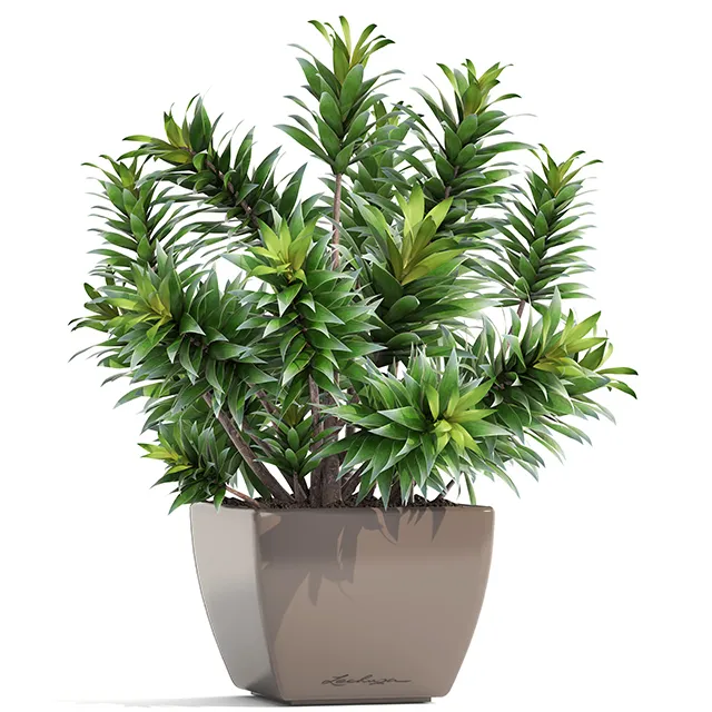 decoration – Plant dracaena 05 3ds Max