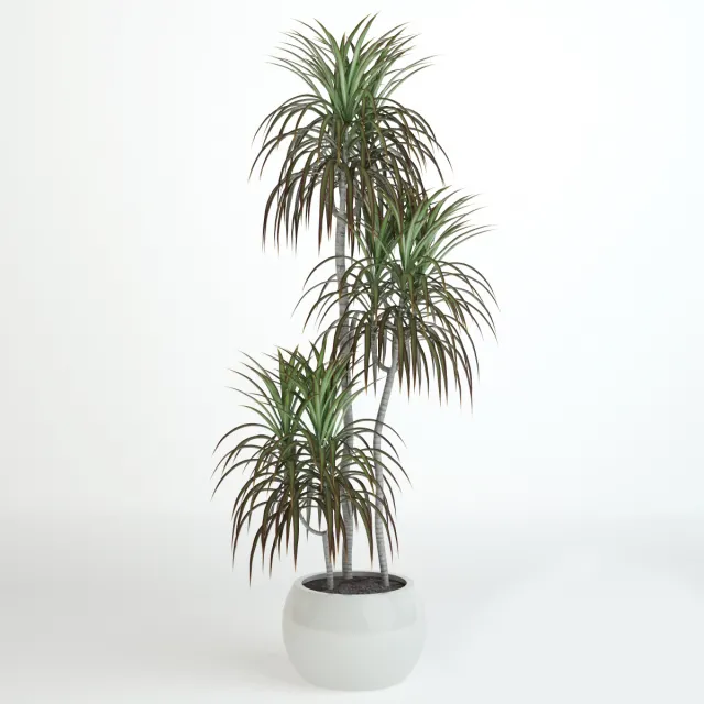 decoration – Plant dracaena 06 3ds Max
