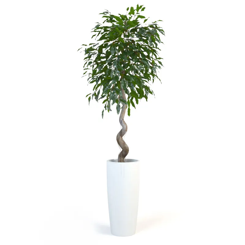 decoration – Plant ficus 02 3ds Max