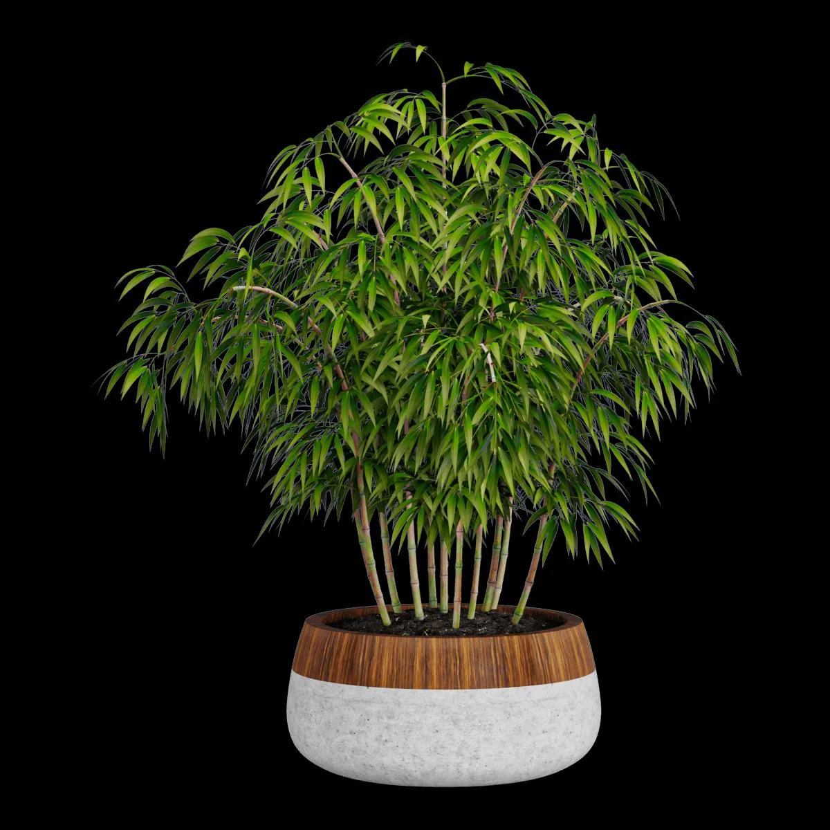 decoration – Plant ficus 3ds Max