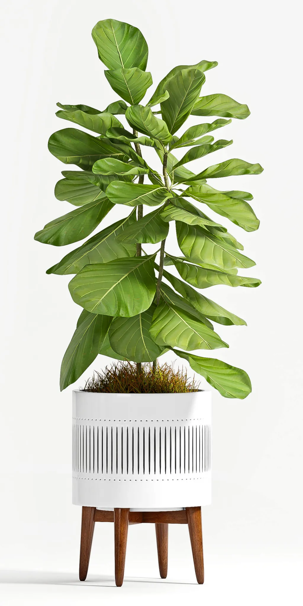 decoration – Plant Ficus Lyrata 3ds Max