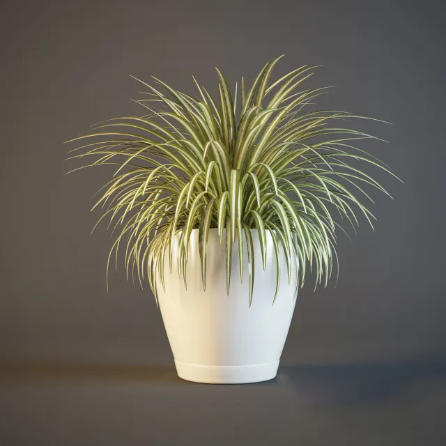decoration – Plant hlorofitum 4 3ds Max