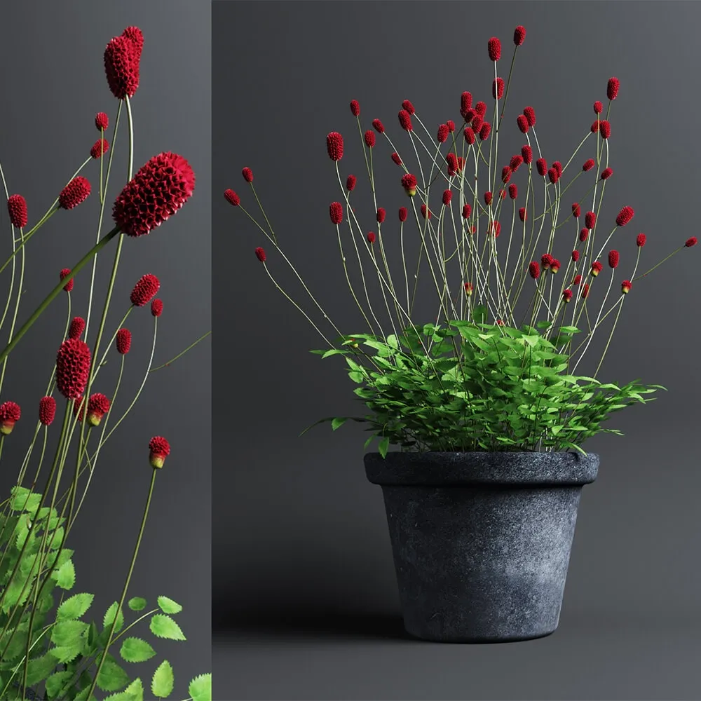 decoration – Plant in Pot 203 3ds Max